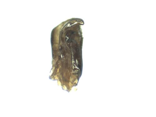 Réf. 316 019 : Ichneumoninae inconnu